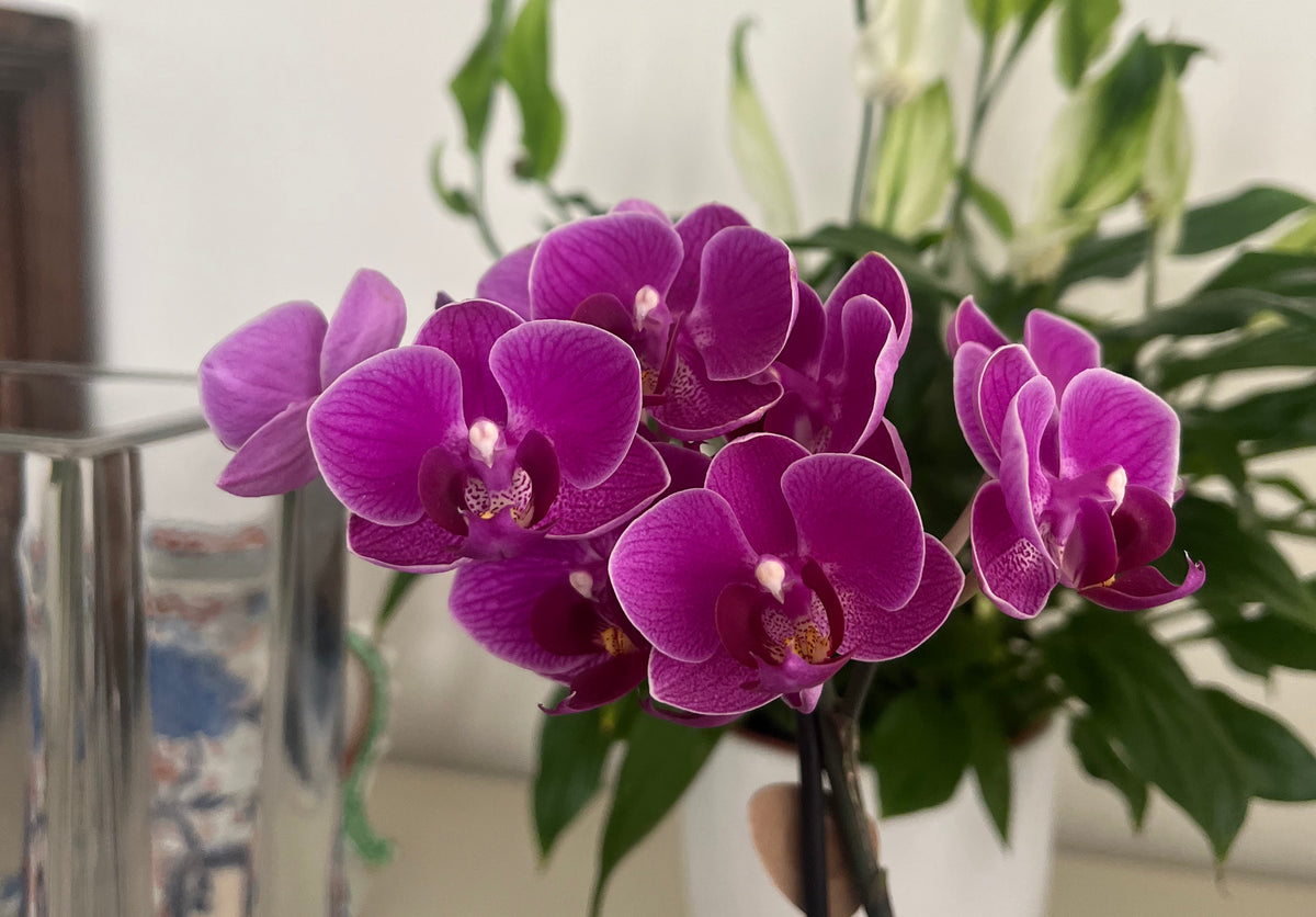 Orquídea