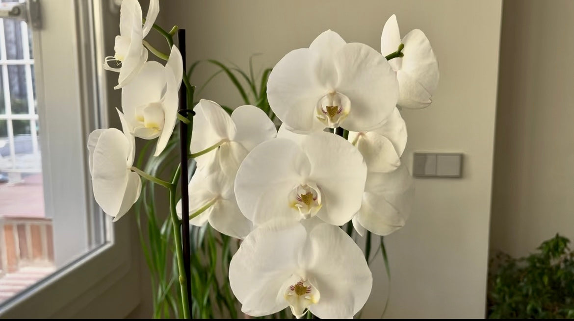 Elegimos cada flor